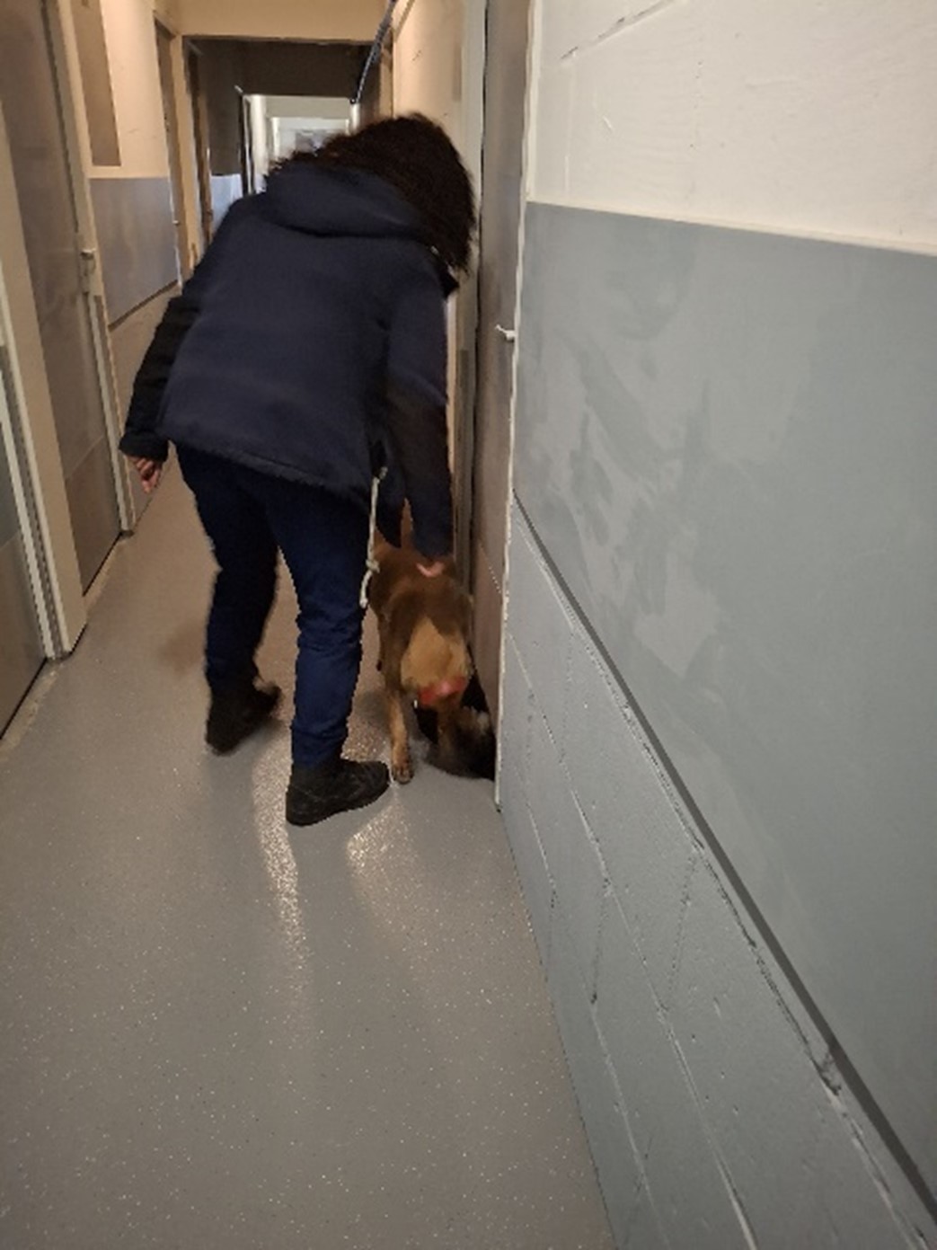 Controle in kelderbox, speurhond bij deur