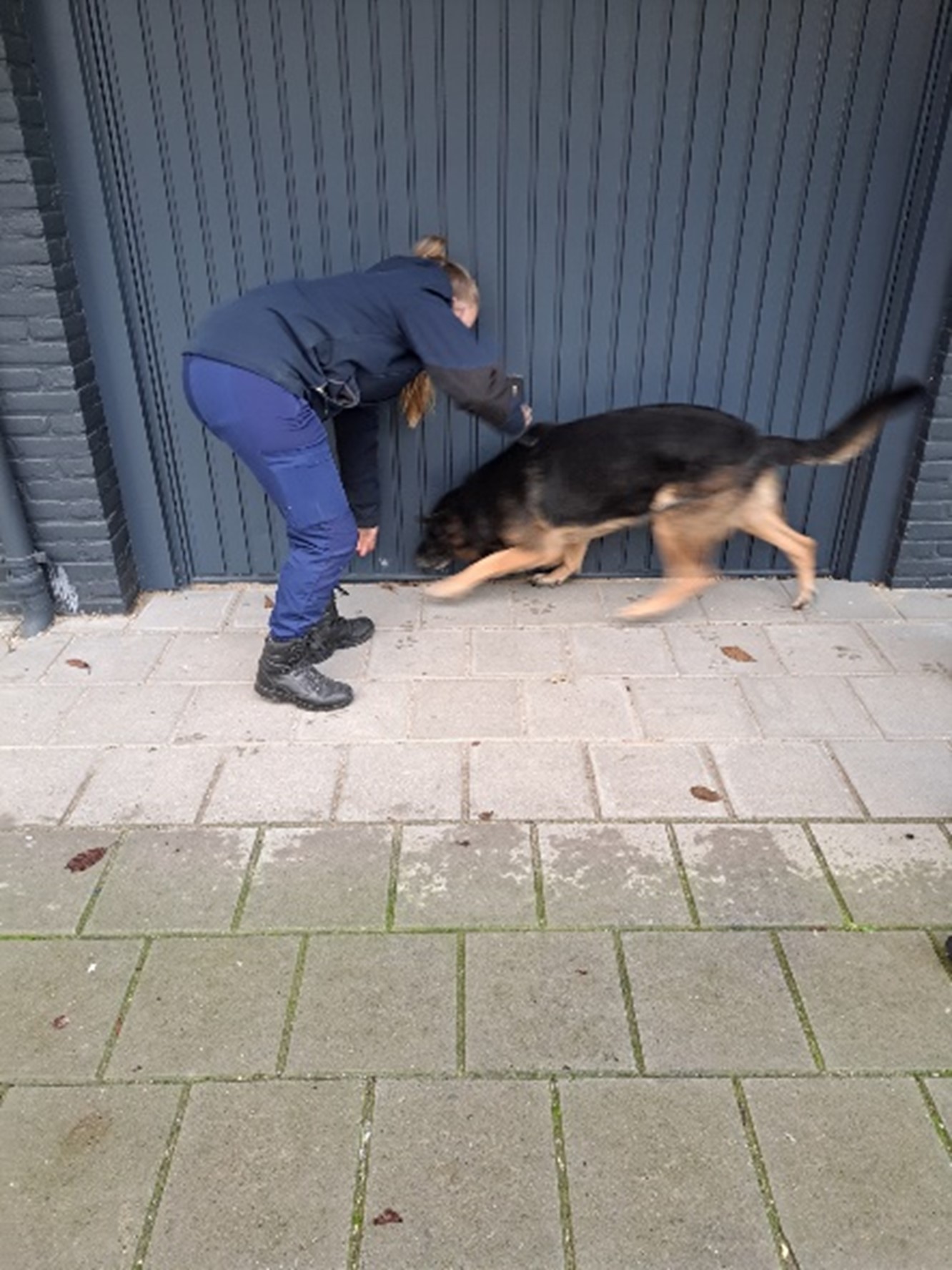 Controle bij garagebox, speurhond in actie