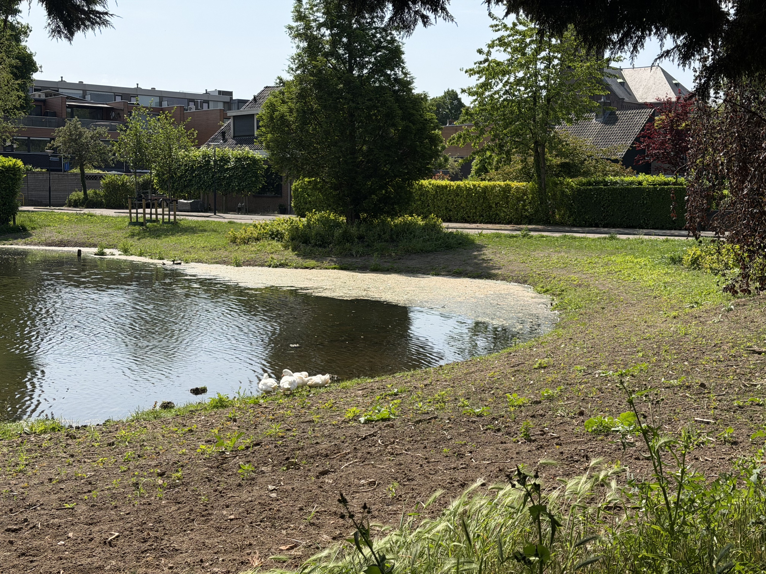 Natuurvriendelijke oevers